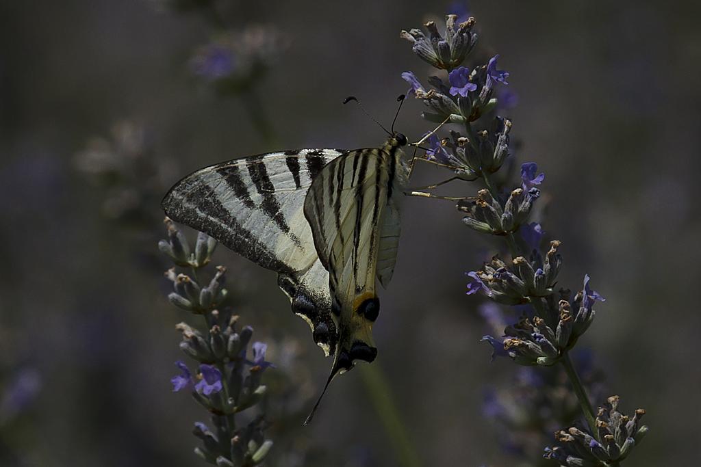 Agriturismo Il Vagabondo Buttrio Εξωτερικό φωτογραφία